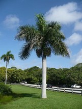 Fast Ship USA Seller Roystonea Regia Florida Royal Palm 10 Seeds - £14.11 GBP