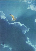 Hallmark Seagull Flying in the Sky Postcard PC71 - $4.99