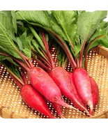 China Rose Radish 100 - 1000 - 5000 Seeds Winter Radish Microgreens Cold... - $2.14+