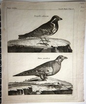 NICOLAS THOMAS c1793 Engraving Birds in Russia Pallas Voyages  - £32.12 GBP