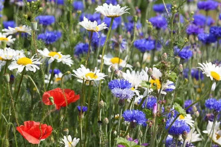 AW 1000 Seeds Red White &amp; Blue Wildflower Mix Vegetable Herb Garden Easy To Grow - £7.32 GBP