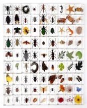 30 Pcs Insect Specimen Bugs in Resin Collection Paperweights Arachnid Re... - $64.35