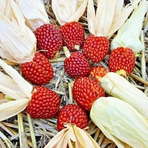 75 Red Strawberry Popcorn Seeds Organic Summer Vegetable Crafts Fast Shipping - $14.50