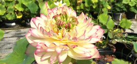 5 Of Of Brocade Lotus Seeds Nelumbo Nucifera - £10.22 GBP