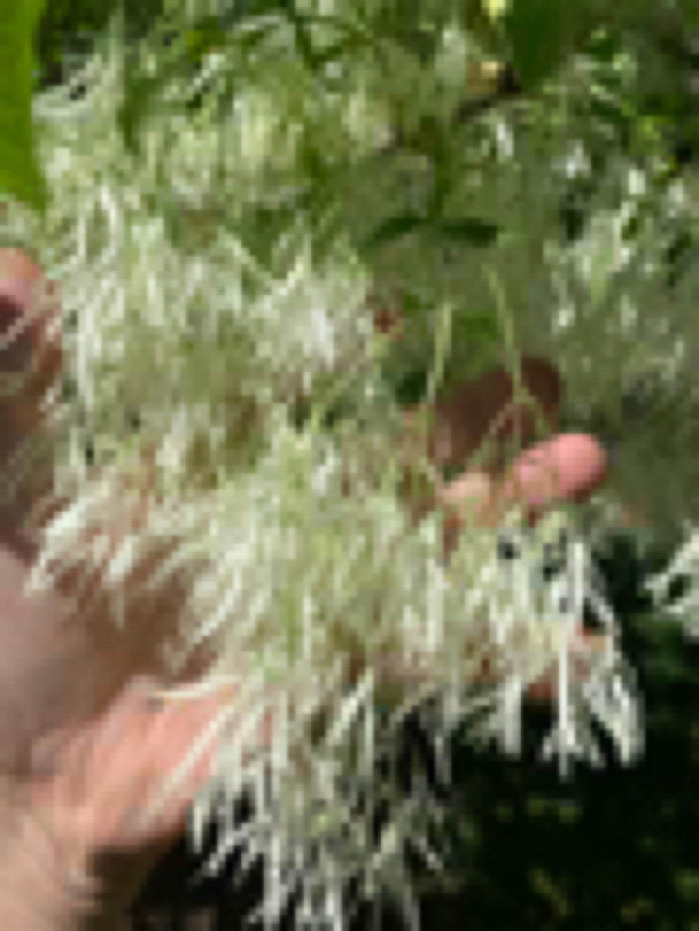 1 year old White Fringe Tree, Chionanthus Virginicus 4-6 inches tall ...