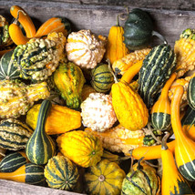 Gourd Small Gourd Mix Fun To Grow Novelty 15 Seeds - $5.00
