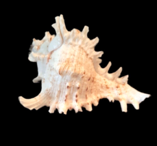 Sea Shell Murex Ramosus 3.75&quot; Display Decor Nautical Beach - £14.02 GBP