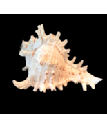 Sea Shell Murex Ramosus 3.75&quot; Display Decor Nautical Beach - £13.35 GBP