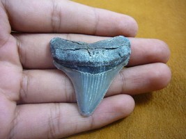 (s241-48) 1-7/8&quot; Fossil MEGALODON Shark Tooth Teeth JEWELRY sharks specimen - £26.36 GBP