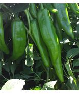 NM 6-4 Heritage Chili Pepper Seeds, NuMex, Mild Green Chile, Ristra, FRE... - €1,62 EUR+