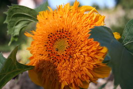 Sunflower Tall Orange Sun, 35 Seeds R - £11.24 GBP