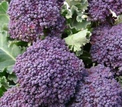TB Purple Broccoli Seeds 500+ Early Purple Sprouting Garden Vegetable  - £2.39 GBP
