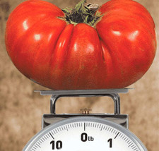 G_S Big Zac™ Hybrid Tomato Seeds - £6.85 GBP