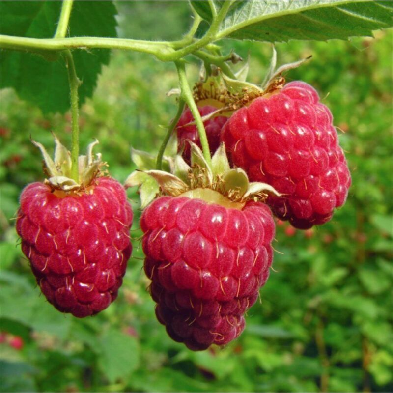 GIB 20 Red Raspberry Seeds -  - $2.00