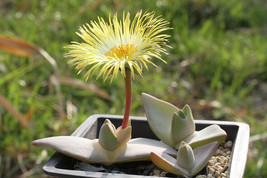 Cheiridopsis Peculiaris, rare mesembs living stones exotic cactus seed 50 SEEDS - $9.49