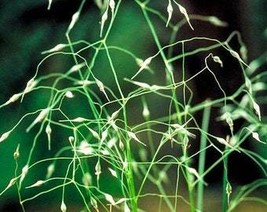 500 Indian Ricegrass Nezpar Oryzopsis Hymenoides Stipa Sand Rice Grass M... - $10.45