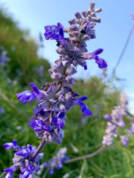 Salvia Farinacea, Mealycup Sage, Mealy Sage 100 Seeds Fresh Garden - £9.74 GBP