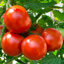 OREGON SPRING TOMATO 100 SEEDS vegetables Seeds For Garden - £3.85 GBP