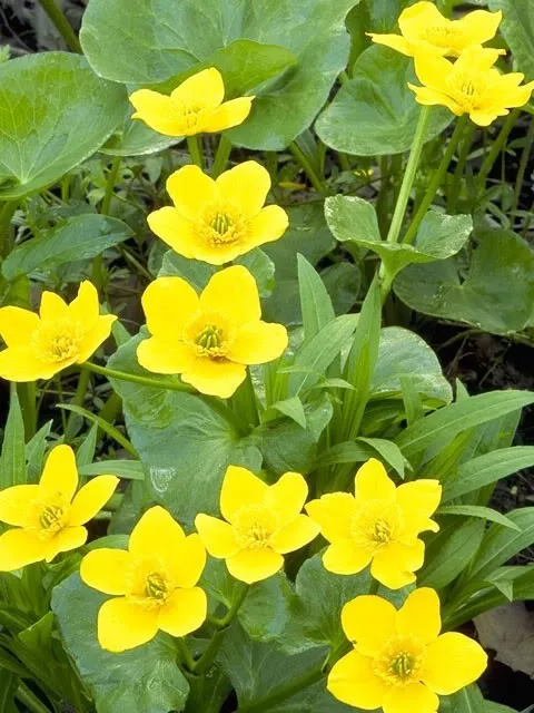 200 Yellow Swamp Marigold Bidens Aristosa Mutica Flower Seeds - £14.53 GBP