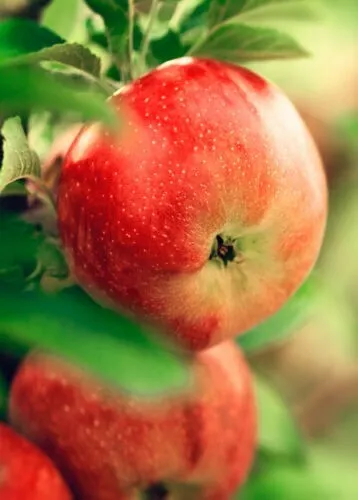 20 Paradise Apple Malus Domestica Edible Fruit Tree Fresh Seeds for Plan... - $17.98