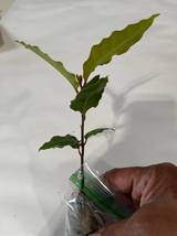 Bay Leaf Tree - 3-4&quot; Live Plant - Sweet Bay, Grecian Laurel, Laurus nobilis - H0 - £68.73 GBP