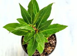 4&quot; Pot Sweet Bay Tree Live Plant Laurel Herb Indoor Outdoor - £28.08 GBP