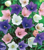 Grow In US Balloon Flower Astra Mix 50+ Seeds Heirloom Open Pollinated Organic - £6.95 GBP