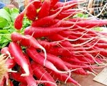 300 Seeds Red Arrow Radish Seeds Organic Mild Sweet Container Vegetable ... - $8.99