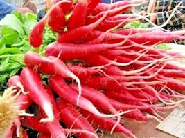 300 Seeds Red Arrow Radish Seeds Organic Mild Sweet Container Vegetable Garden - £7.18 GBP
