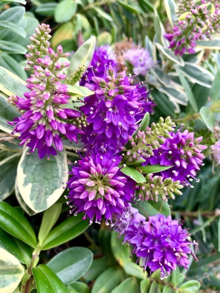 Purple Hedge Veronica, Hebe Franciscana 30 Seeds Fresh Garden - £11.75 GBP