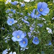 Blue Flax Seed, 200+ Seeds, Beautiful Striking Blue Flax Flowers - £4.78 GBP