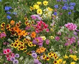 Late Bloomer Wildflower Mix Seeds Autumn Flowers Fall Bloom  - £2.40 GBP