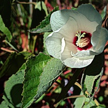 Hairy Rose Mallow Seeds 100 for Planting - Large 5&quot; Flowers - Home Lands... - $17.00
