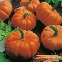 Jack Be Little Pumpkin Seeds - Heirloom - Organic - NON GMO FRESH 15+ Seeds - £9.22 GBP