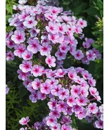 SRN 50 Lavender Pop Phlox Seeds Flower Perennial Flowers Butterfly Garden - €18,78 EUR SRN 50 Lavender Pop Phlox Seeds Flower Perennial Flowers Butterfly Garden - €18,78 EUR
