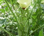 Clemson Spineless Okra 50 Seeds Non-Gmo Gumbo Lady&#39;S Fingers Gombo Bendi - $8.99