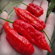 15 seeds Bhut Jolokia Indian Ghost Pepper Scoville - £10.56 GBP