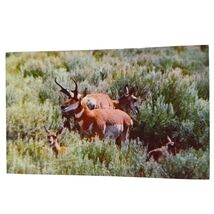Postcard Western Antelope Family Chrome Unposted - $4.84