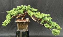Juniper Bonsai Tree - Trained with Jin &amp; Shari Style  (juniper procumbens nana)  - £763.07 GBP