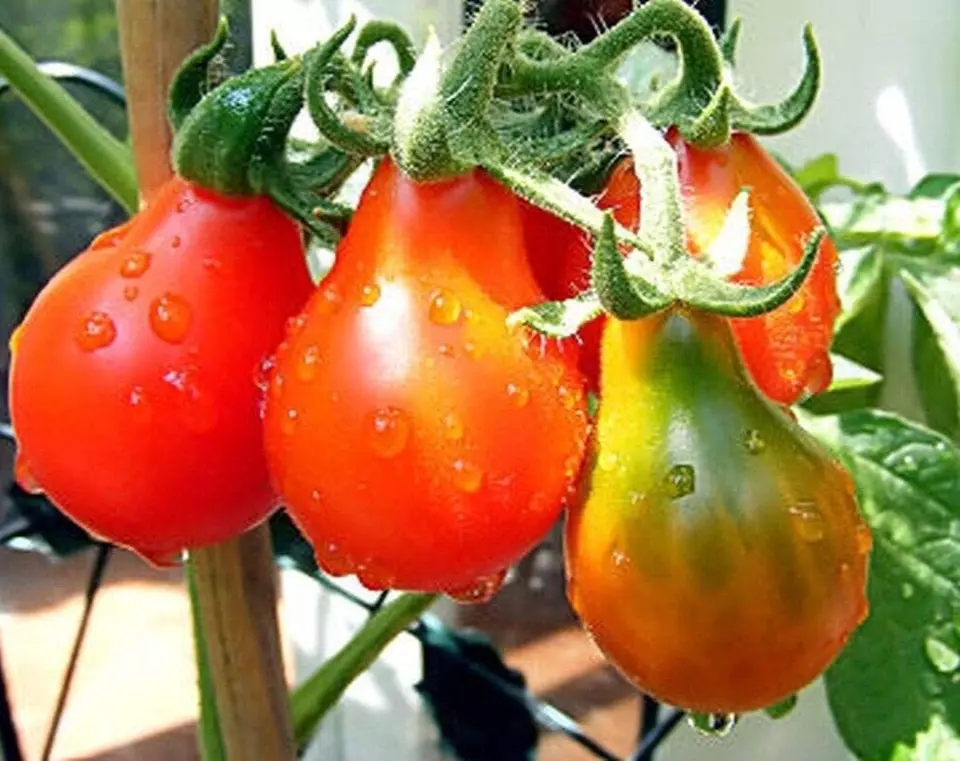 WWATER 25 Fresh Classic Red Pear Premium Tomato Seeds USA Seller - $8.50