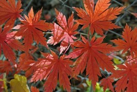 Korean Maple Acer Pseudosieboldianum 25 Seeds - £7.46 GBP