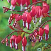 25 valentine bleeding heart seeds dicentra spectabilis shade flower garden thumb200