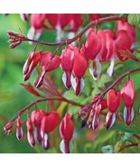 25 Valentine Bleeding Heart Seeds Dicentra Spectabilis Shade Flower Garden - $16.31 CAD