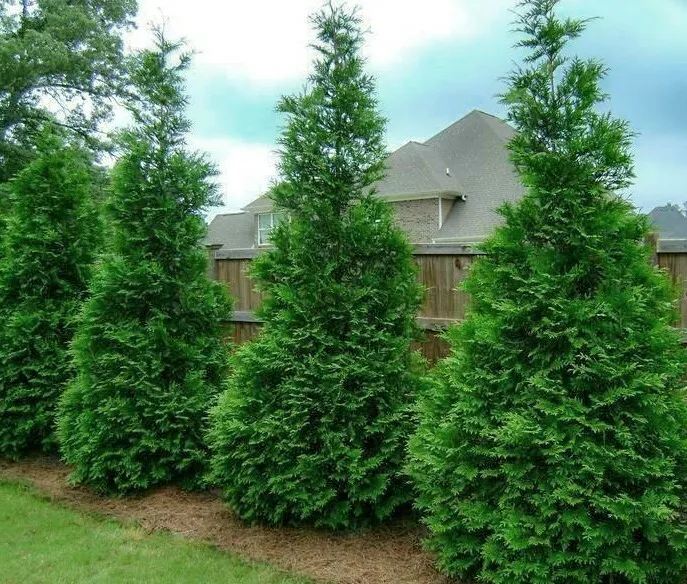 10 Murray Cypress Trees 5-8&quot; Tall 2.5&quot;s Live Plants Christmas Trees - $113.95