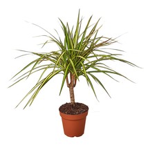 Dracaena Marginata &#39;Sunshine&#39;-6&quot; Pot - $891.43 MXN
