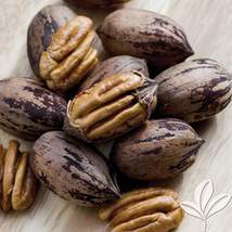 Cape Fear Pecan Tree 4-5 ft, Bare root, Not for CA, January-April - £82.95 GBP