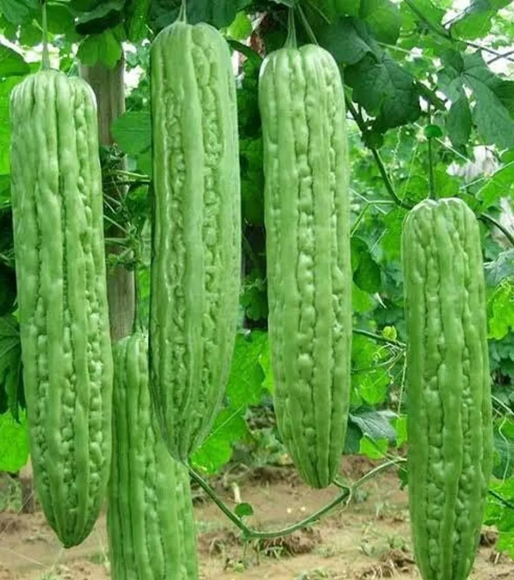 10+Green Skin Long Bitter Gourd seeds Bitter melon Seeds Ku Gua Asian Ve... - $24.89