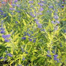 Caryopteris × Clandonensis Worcester Gold Yellow Leaf Bluebeard 2 Gallon Pot Pla - $118.90