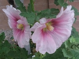 Hollyhock 50 + Seeds Variety Multi Colors Non-Gmo/Heirloom - £4.71 GBP