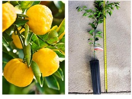 Yuzu Dwarf Japanese Lemon 2-3Ft Grafted Tree Fruits Soon. No Ship California - £131.86 GBP